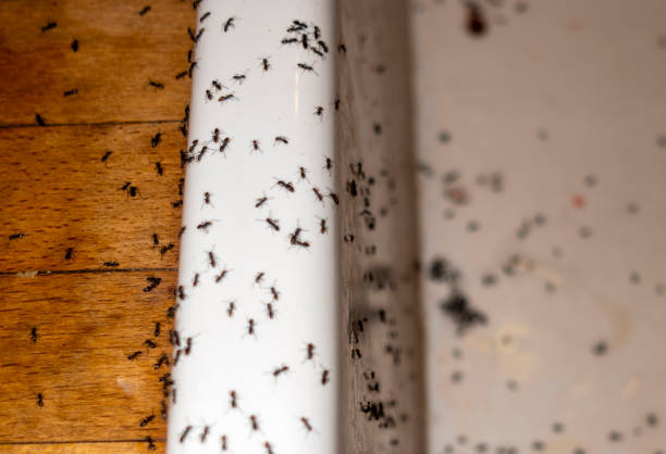 Best Mosquito Control Services  in Cannon Beach, OR